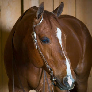 Pictured here is Burt, H&J Equine's first natural horse supplement test subject. He loves our  CBD cookies for horses.