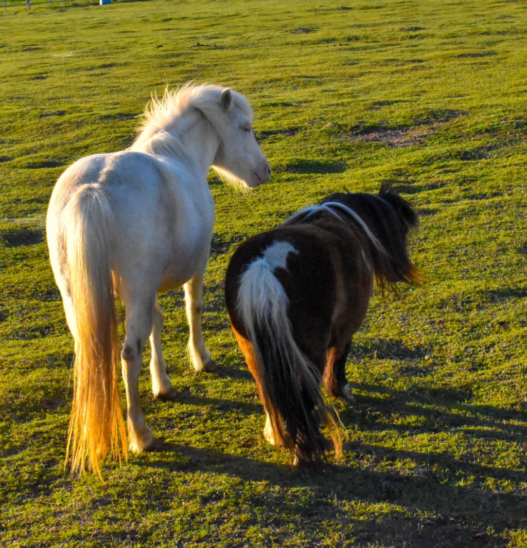 CBD Oil Dosage for Miniature Horse & Pony